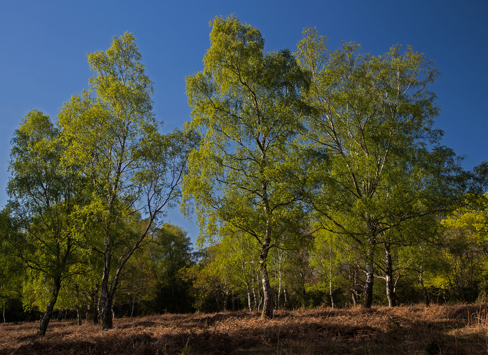 Spring Silver Birch Spring,  Pipers Wait 6